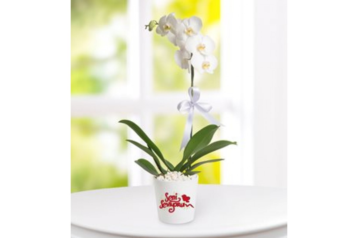 Seni Seviyorum Mesajlı Phalaenopsis Orkide